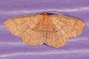 6711 Black-dotted Ruddy Moth (Ilecta intractata) Male