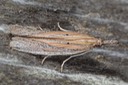 6024 (Bandera binotella )