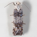 2894 (Retinia metallica)