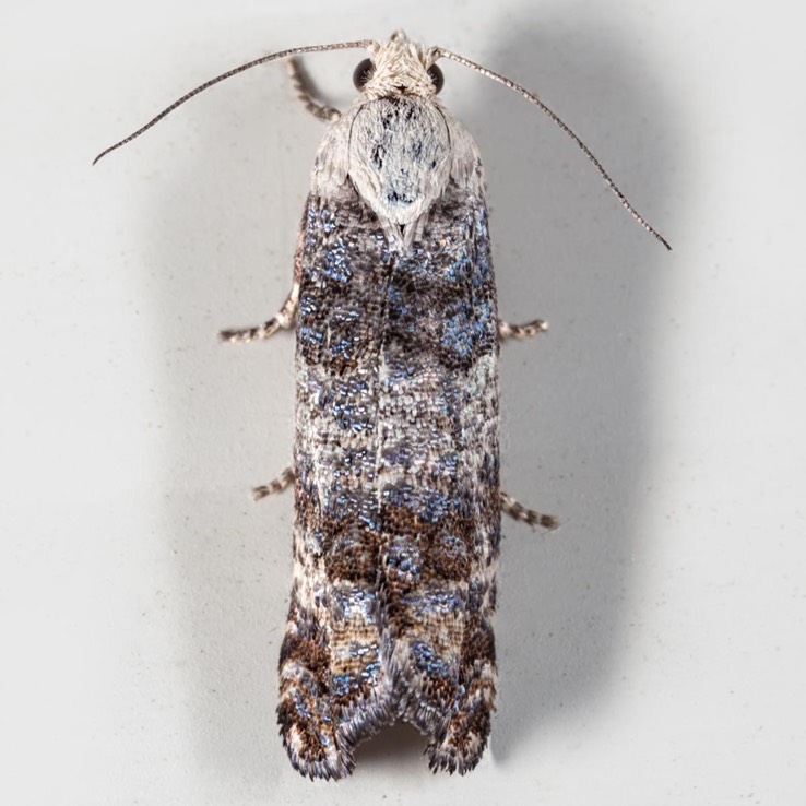 2894 (Retinia metallica)