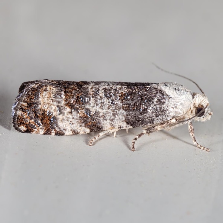 2894 (Retinia metallica)