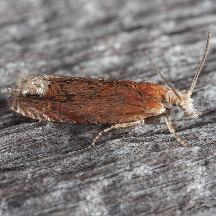 2928 Reddish Phaneta (Eucosma raracana)