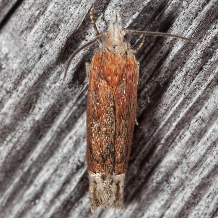 2928 Reddish Phaneta (Eucosma raracana)