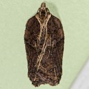  3542 Masked Leafroller Moth (Acleris flavivittana)