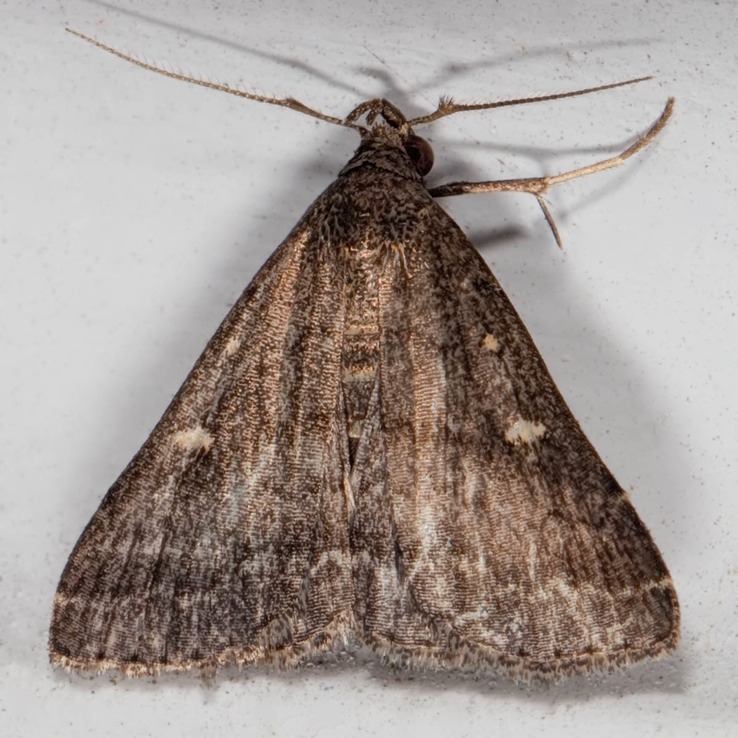 8366 Smoky Tetanolita Moth (Tetanolita mynesalis)