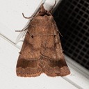 10955 Pale-banded Dart Moth (Agnorisma badinodis)