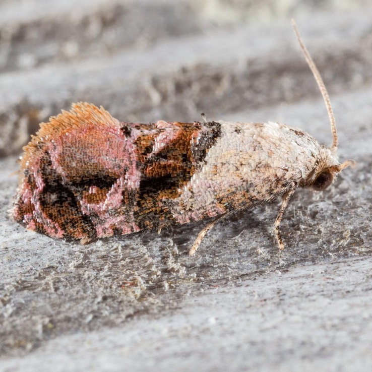 3847 Holland's Cochylid (Thyraylia hollandana)