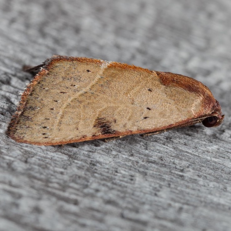 9688 The Wedgeling Moth (Galgula partita)