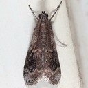 5995 American Plum Borer Moth (Euzophora semifuneralis)
