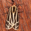 8169 Harnessed Tiger Moth Apantesis phalerata