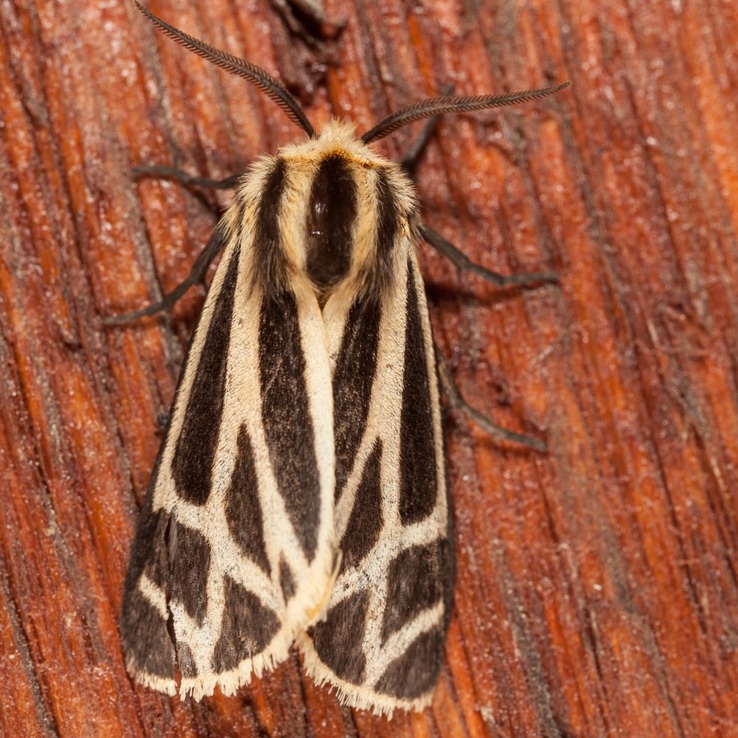 8169 Harnessed Tiger Moth Apantesis phalerata