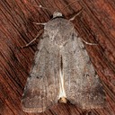 10903 Snowy dart (Anicla illapsa)