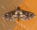 5150 Assembly Moth (Samea ecclesialis)