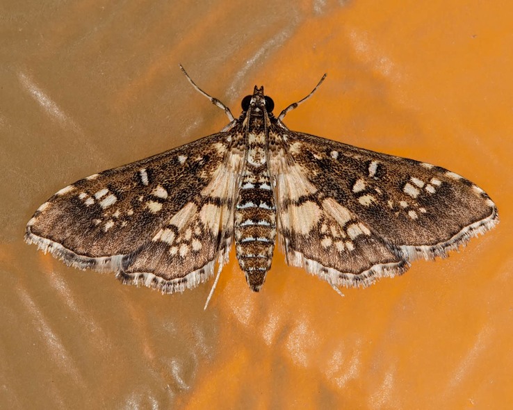 5150 Assembly Moth (Samea ecclesialis)