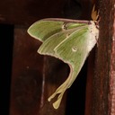 7758 Actias luna