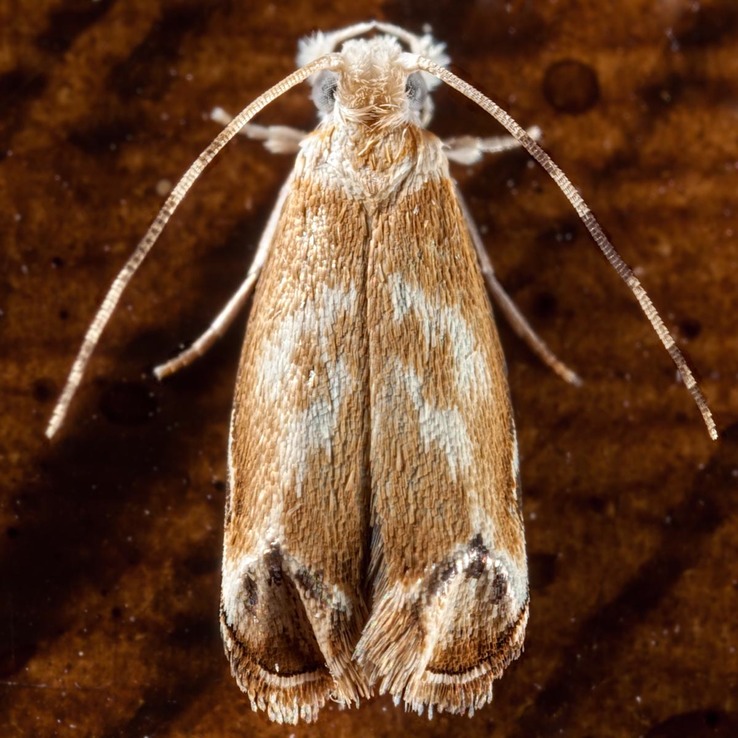 0304  Caribbean Scavenger Moth (Erechthias minuscula)