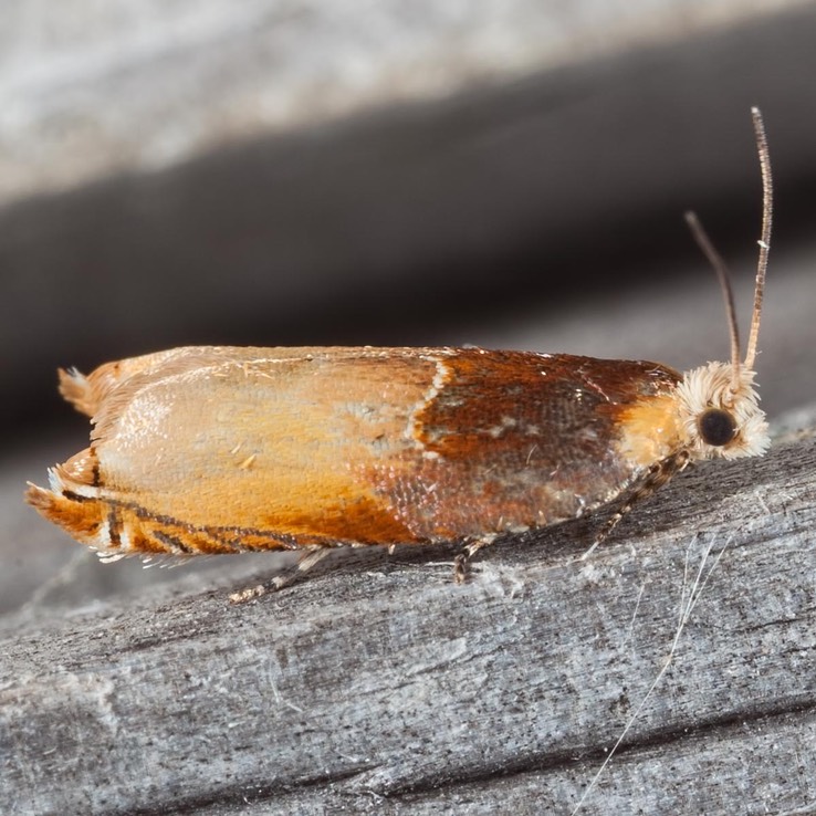 3375 Two-toned Ancylis Moth (Ancylis divisana)