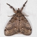 8316 White-marked Tussock Moth (Orgyia leucostigma )