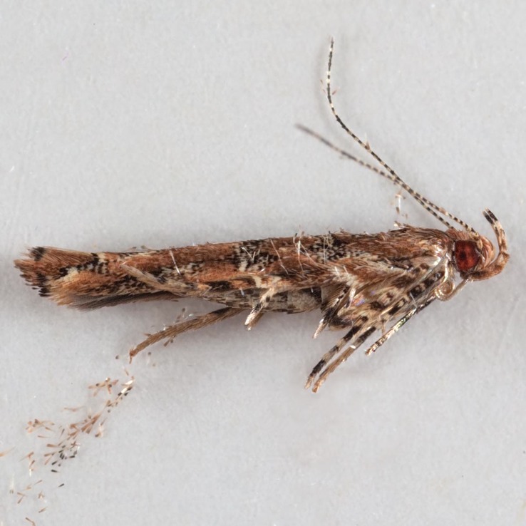 1513 Floorida Pink Scavenger Moth (Pyroderces badia)