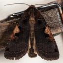 10942 Lesser Black-letter Dart (Xestia c-nigrum)