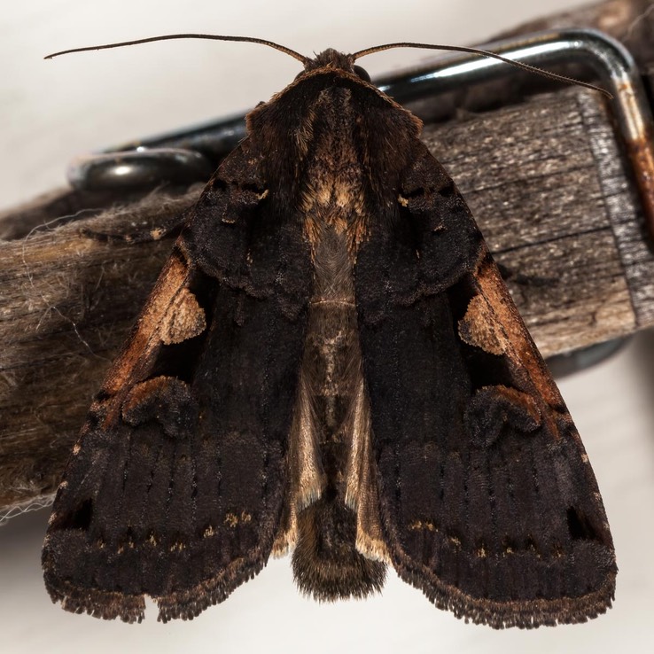 10942 Lesser Black-letter Dart (Xestia c-nigrum)