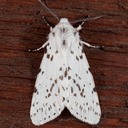 Dubious Tiger Moth (Spilosoma dubia)