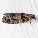 3269 Red-striped Needleworm Epinotia radicana