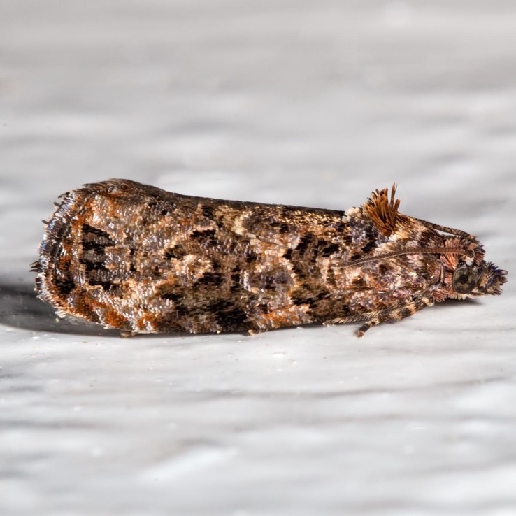 2738 Verbena Bud Moth (Endothenia hebesana)