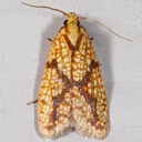 3695 Sparganothis Fruitworm Moth (Sparganothis sulfureana) 