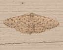8433 Stippled Sigela Moth (Gigela penumbrata)