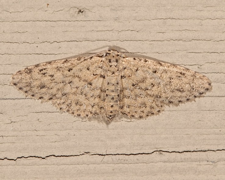 8433 Stippled Sigela Moth (Gigela penumbrata)