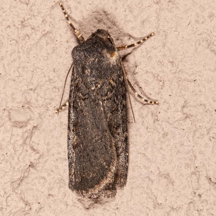 10803 Fleece-winged Dart (Euxoa velleripennis)
