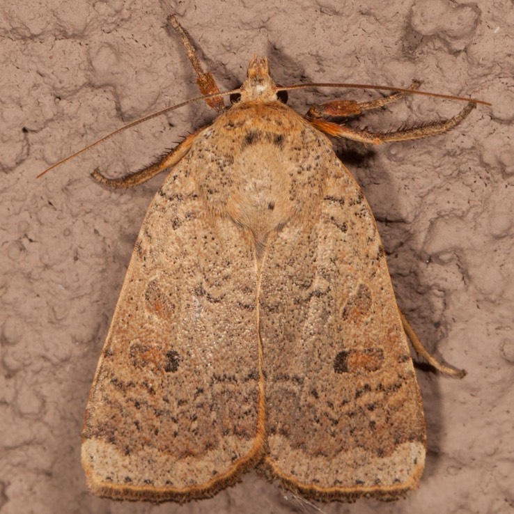 11029 Greater Red Dart (Abagrotis alternata)