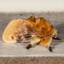 4647 Southern Flannel Moth (Megalopyge opercularis)