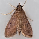 4940 wine-tinted Oenobotys Moth (Oenobotys vinotinctalis)