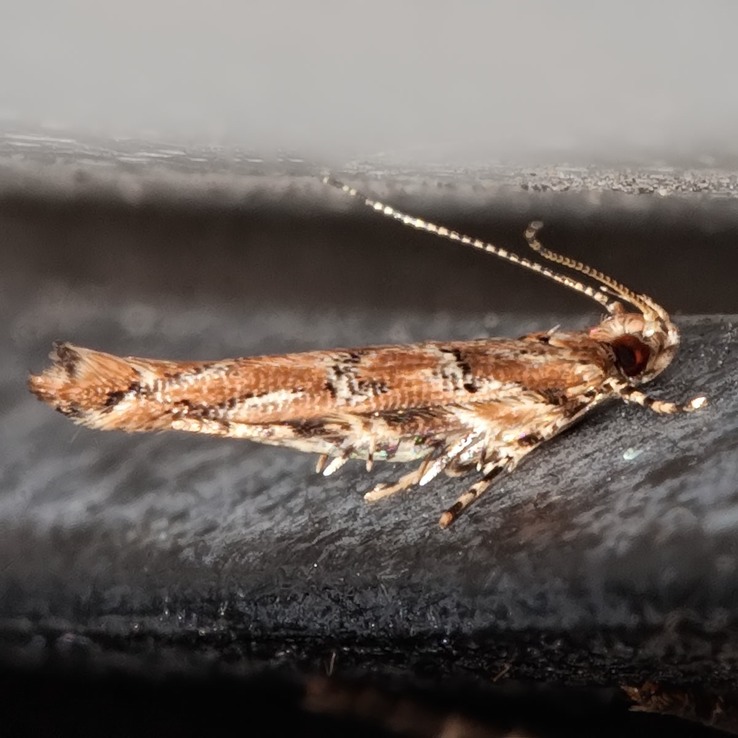 1513 Florida Pink Scavenger Moth (Pyroderces badia)