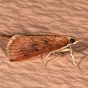4940 wine-tinted Oenobotys Moth (Oenobotys vinotinctalis)