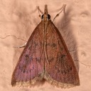 4940 wine-tinted Oenobotys Moth (Oenobotys vinotinctalis)