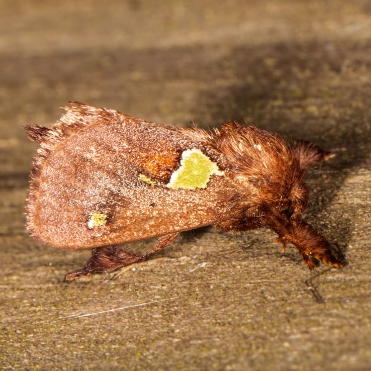 4697.1 Nanina Oak-Slug Moth (Euclea nanina)