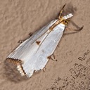 5463 Mikly Urola Moth (Argyria lacteella)