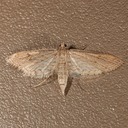 4764 Watermilfoil Leafcutter Moth (Parapoynx allionealis)