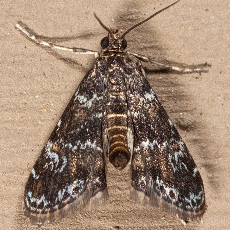 4755 Waterlilly Leafcutter Moth (Elophila obliteralis)