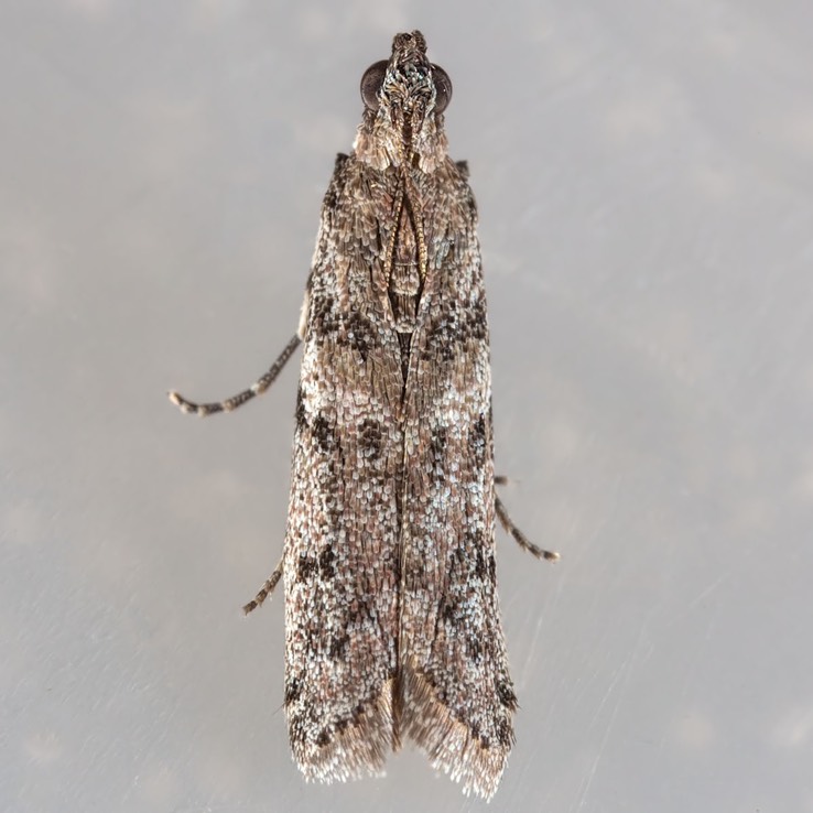 5793.1 Florida Sciota Moth (Sciota floridensis)