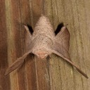 7662 Melsheimer's Sack-bearer Moth (Cicinnus melsheimeri)
