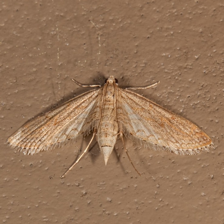 4764 Watermilfoil Leafcutter Moth (Parapoynx allionealis)