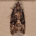 3495  (Gymnandrosoma punctidiscanum)