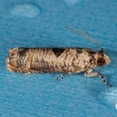 2702 (Episimus augmentana)