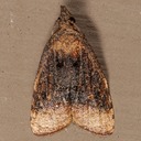 3732 Black-shaded Platynota Moth (Platynota flavedana)