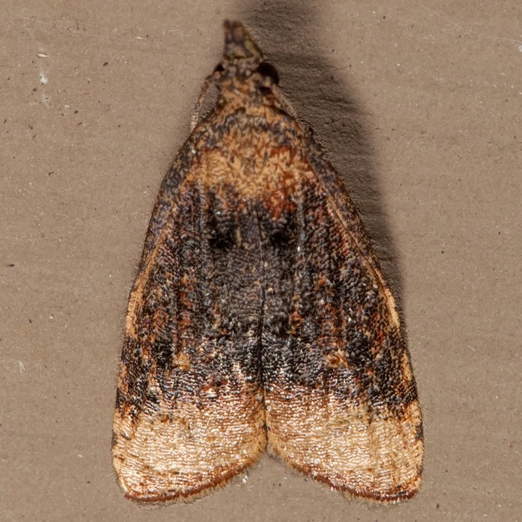 3732 Black-shaded Platynota Moth (Platynota flavedana)