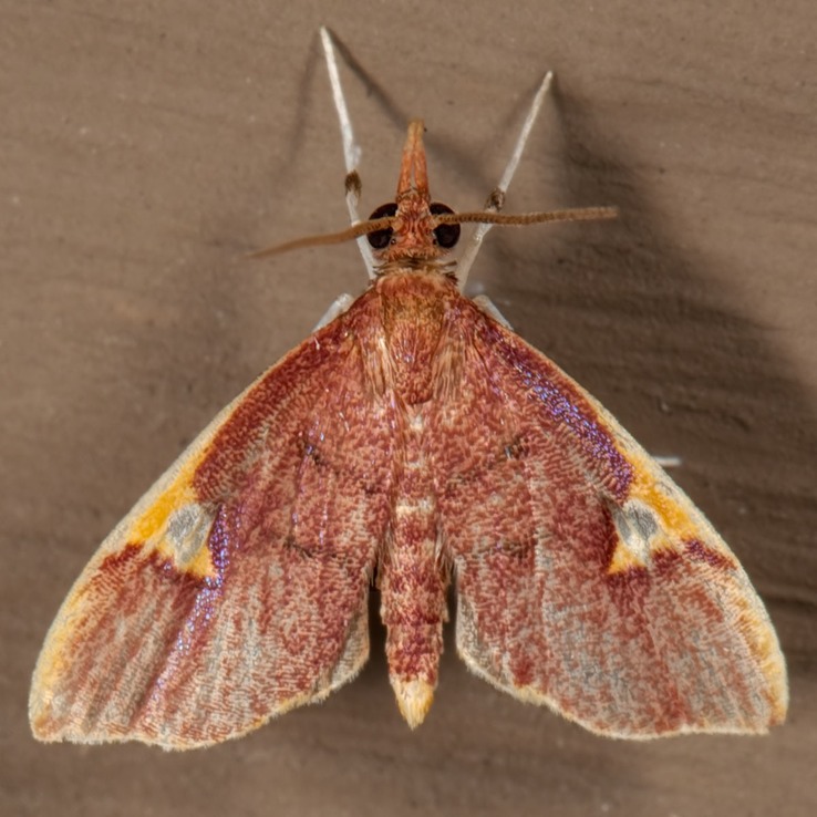 5123 (Deuterophysa fernaldi)